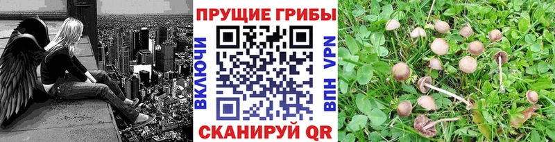Галлюциногенные грибы ЛСД  Берёзовка 